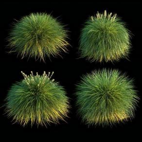 草 野草 杂草 青草